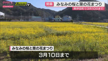 春の予感　南伊豆町で「みなみの桜と菜の花まつり」開幕　菜の花は見ごろ迎える（静岡）