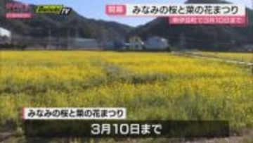 春の予感　南伊豆町で「みなみの桜と菜の花まつり」開幕　菜の花は見ごろ迎える（静岡）