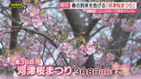 「【中継】春の到来を告げる伊豆の恒例イベント”河津桜まつり” 河津川沿い約850本のサクラが早春の伊豆を彩る（静岡・河津町）」の画像1