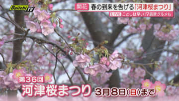 【中継】春の到来を告げる伊豆の恒例イベント”河津桜まつり” 河津川沿い約850本のサクラが早春の伊豆を彩る（静岡・河津町）