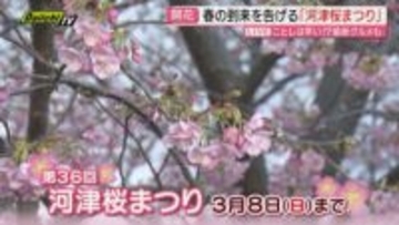 【中継】春の到来を告げる伊豆の恒例イベント”河津桜まつり” 河津川沿い約850本のサクラが早春の伊豆を彩る（静岡・河津町）