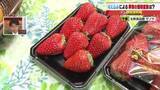 「イチゴ「紅ほっぺ」端境期で仕入れ価格が20円アップ　ハッサクは出荷順調で値下がり」の画像1