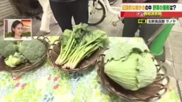 仕入れ価格がキャベツ20円、ホウレンソウ50円値下がり　季節外れの暖かさと天候回復で値下がり傾向