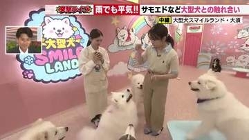 まるで遊園地！サモエドなど大型犬15頭と触れ合える「大型犬・スマイルランド」の魅力をたっぷり紹介