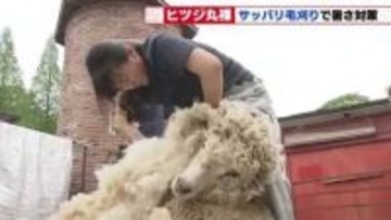 「やっと脱げた」ヒツジもスッキリ　愛知県豊田市の鞍ケ池公園で恒例の毛刈り　毛は希望者へ配布も