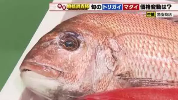 愛知県産のマダイ　漁獲量順調に増加で仕入れ価格が－20円　トリガイも今月上旬に漁が解禁　若干小ぶり