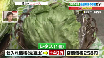 急な冷え込みでレタスが値上がり　寒さに強いハクサイは値下がり　列島を襲う「最強寒波」の野菜への影響は