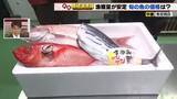 「愛知県産「マダイ」の漁獲量安定　仕入れ価格が20円値下がり　キンメダイも風が弱まり価格ダウン」の画像1