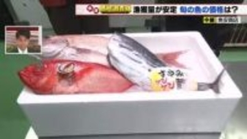 愛知県産「マダイ」の漁獲量安定　仕入れ価格が20円値下がり　キンメダイも風が弱まり価格ダウン