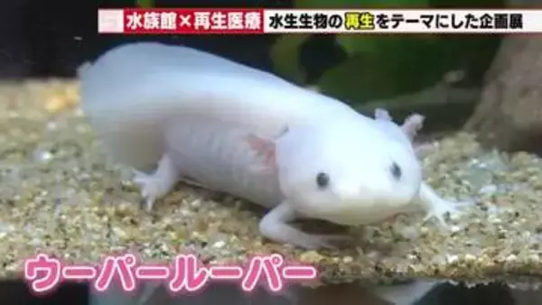 ウーパールーパーは指をかじられても元通り　愛知県の竹島水族館で生き物の「再生」テーマにした展示