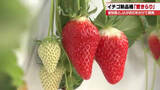 「愛知の甘いイチゴ「愛きらり」認知拡大へ　「紅ほっぺ」と比較すると1株にとれる収穫量は約1.8倍」の画像1