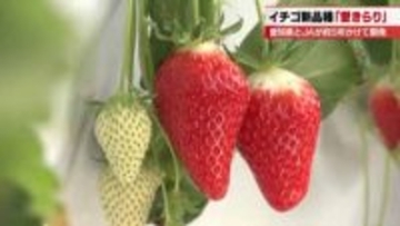 愛知の甘いイチゴ「愛きらり」認知拡大へ　「紅ほっぺ」と比較すると1株にとれる収穫量は約1.8倍
