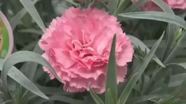 母の日に笑顔を　鉢植えカーネーション出荷最盛期へ　全国有数の産地・愛知県豊川