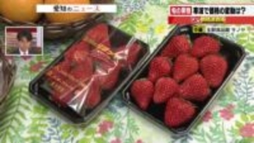 高値推移「デコポン」の仕入れ価格が20円ダウン　旬を迎え「流通量安定」か　市田柿も値下がり