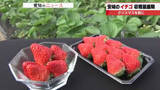 「クリスマスケーキに欠かせないイチゴの収穫が最盛期　例年より2週間ほど苗植えを遅らせ夏の猛暑対策」の画像1
