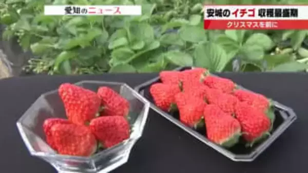 クリスマスケーキに欠かせないイチゴの収穫が最盛期　例年より2週間ほど苗植えを遅らせ夏の猛暑対策