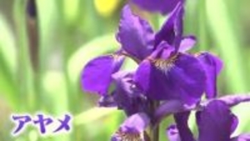 白鳥庭園でアヤメとスイレンが競演　2026年は開花が1週間以上早く　5月下旬にかけて見頃続く