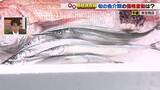 「春を告げる魚「サヨリ」　仕入れ価格は先週比＋100円　4月上旬に漁解禁のトリガイも仕入れ価格上昇」の画像1