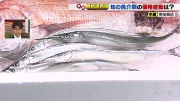 春を告げる魚「サヨリ」　仕入れ価格は先週比＋100円　4月上旬に漁解禁のトリガイも仕入れ価格上昇