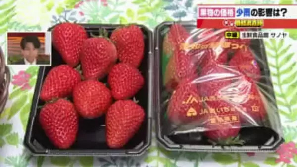 イチゴ・紅ほっぺは順調な出荷で仕入れ価格が50円値下がり　デコポンは出荷量増えず高値安定