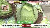 「春への端境期でキャベツが品薄で高騰323円に　対照的にレタスとニラは出荷が安定し値下がり傾向」の画像1
