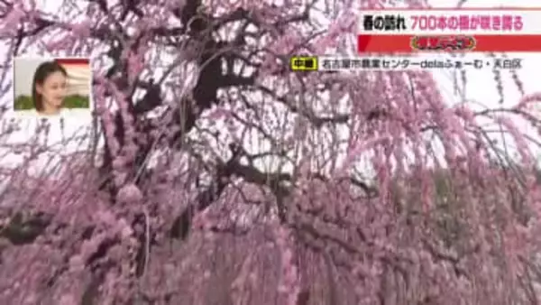 春はすぐそこまで　名古屋の梅の名所では8分咲き【2月27日現在】　12品種700本の梅の咲き具合は