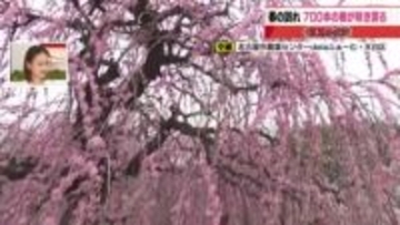 春はすぐそこまで　名古屋の梅の名所では8分咲き【2月27日現在】　12品種700本の梅の咲き具合は