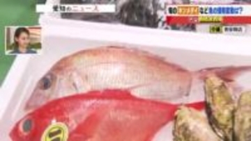 マダイの価格高騰はいったん落ち着き　ただ「今季最強寒波の襲来」で今後の漁獲量が心配