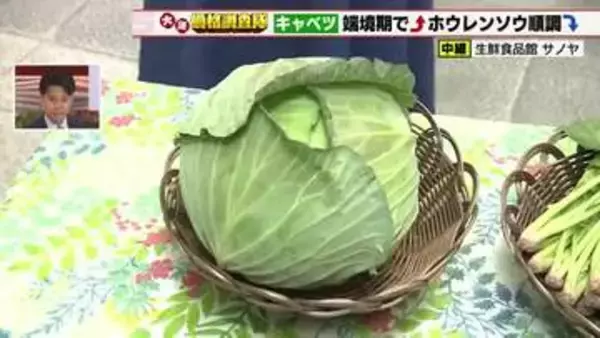 キャベツの仕入れ価格30円アップ　販売価格194円　生育の端境期で価格上昇　レタス価格は安定