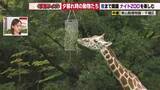 「大人気ナイトZOO開催中の東山動植物園　キリンとカバの生態を調べてみた」の画像1