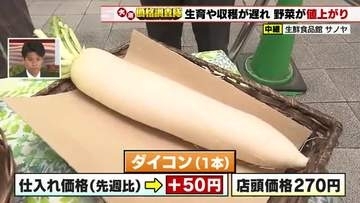 野菜の仕入れ価格　ダイコン50円、ニラ40円値上がり　梅雨・台風の影響で今後も高値推移か