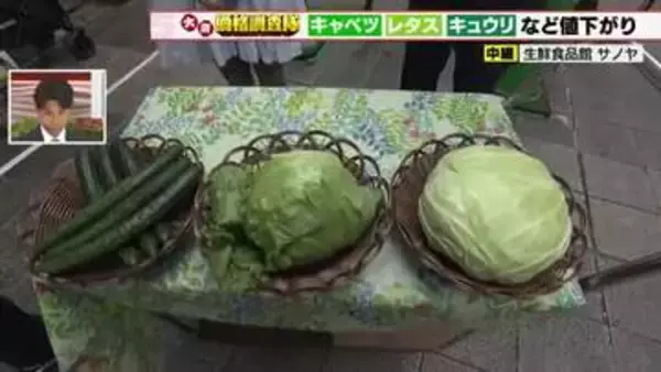 キャベツの仕入れ値は関東産の出荷増で40円値下がり　レタスは生育よく20円値下がり
