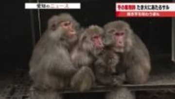 冬の風物詩「たき火にあたるサル」にほっこり　焼き芋を大事そうに抱えたり池の水で冷やしたりする姿も