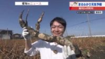 「それなりに豊作なので期待を」　収穫最盛期を迎えたレンコン　上野気象予報士が収穫を体験