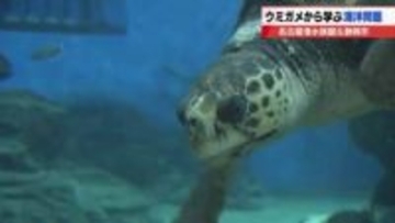 「海洋プラスチック」ウミガメから学ぶ海の環境問題
