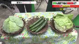 「葉物野菜の仕入れ価格はキャベツ1玉20円値上がり、レタス1玉20円値下がりと明暗　キュウリは値上がり」の画像1