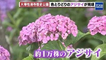 【約1万株のアジサイが見頃】稲沢市・大塚性海寺歴史公園　見頃は21日まで続く