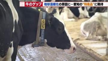 2～3分に1回出る「牛のげっぷ」実は地球温暖化の原因の1つ　救世主は愛知県の特産品「ギンナン」