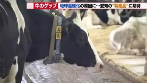 2～3分に1回出る「牛のげっぷ」実は地球温暖化の原因の1つ　救世主は愛知県の特産品「ギンナン」