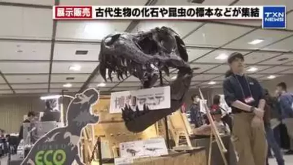「ティラノサウルスがよかった」　恐竜の頭蓋骨の化石や昆虫や魚の標本が集結　博物マニア2026