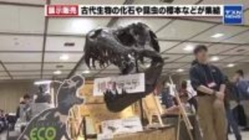 「ティラノサウルスがよかった」　恐竜の頭蓋骨の化石や昆虫や魚の標本が集結　博物マニア2026