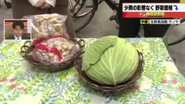 少雨の影響が野菜の生育にも　「キャベツ」は仕入れ価格下がるも店頭価格194円と高値が続く