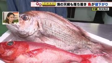 マダイ仕入れ値220円の大幅値下がり　イサキ・キンメダイも100円以上値下がり　天候回復で漁獲量UP