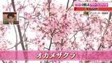 「愛知・安城市「デンパーク」に春がやってきた　テーマは「芽吹きの庭」　春の訪れを感じるイベントが開催」の画像1