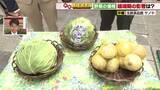 「キャベツは春物の出荷量が増えず仕入れ価格が20円値上がり　タマネギは全体量が増え80円値下がり」の画像1