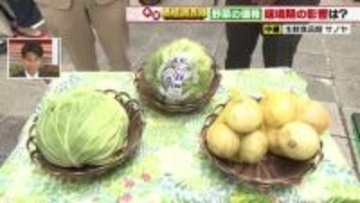 キャベツは春物の出荷量が増えず仕入れ価格が20円値上がり　タマネギは全体量が増え80円値下がり