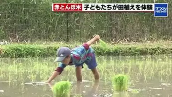 「（収穫が）わくわく」 赤とんぼ米の田植え体験に親子連れなど約25人が参加 愛知県豊田市
