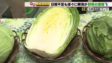 レタス160円　ハクサイ・キャベツは100円　天候に恵まれ野菜の価格大幅値下がり