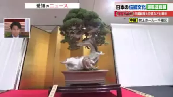 「日本のレベルは全然違う」王道のマツや繊細な枝ぶり美しいモミジも　「盆栽」の魅力を紹介する展示即売会