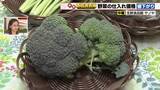 「ブロッコリー50円、小松菜20円それぞれ価格値下がり　端境期の抜け出荷量増えて価格安定へ」の画像1